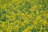 20060319_motherfarmboso_004